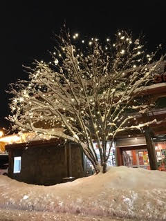 img - tree in steamboat